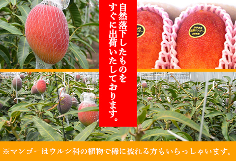 宮崎県産完熟マンゴー[赤秀] 合計約1kg（2～3玉）