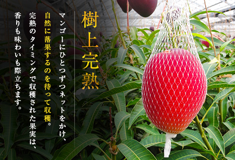 ≪先行予約≫ 宮崎県産 完熟マンゴー「太陽のタマゴ」約3kg 計6～9玉 2026年発送 ブランド 南国 トロピカル フルーツ 果物 くだもの 化粧箱入り 約3kg（2～3玉×3箱）