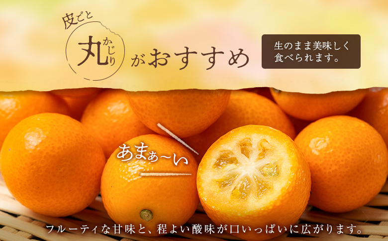 ≪先行予約≫ 宮崎県産 完熟きんかん「たまたま」約3kg 糖度16度以上 ブランド 金柑 柑橘 果物 くだもの フルーツ 2026年発送 約3kg