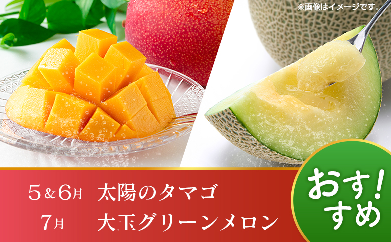 【12回定期便】旬 人気 フルーツ 南国宮崎産 太陽のタマゴ たまたまエクセレント シャインマスカット ピオーネ いちご みかん 日向夏 メロン 梨 柑橘 完熟 マンゴー きんかん たまたま ぶどう 果物 詰め合わせ 宮崎県 九州 1年 毎月お届け＜Aコース M100＞