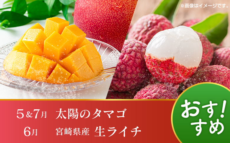 【12回定期便】旬 人気 フルーツ 南国宮崎産 マンゴー ライチ 金柑たまたまエクセレント シャインマスカット ピオーネ いちご みかん 梨 柑橘 太陽のタマゴ きんかん たまたま ぶどう 果物 詰め合わせ 宮崎県 九州 1年 毎月お届け＜Dコース M400＞