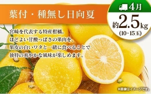 【偶数月 6回定期便】旬 人気 フルーツ 南国宮崎産 太陽のタマゴ きんかん シャインマスカット 日向夏 梨 みかん 柑橘 マンゴー ぶどう 果物 詰め合わせ＜A-2コース M120＞