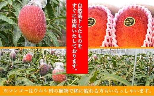 宮崎県産完熟マンゴー[赤秀] 合計約1kg（2～3玉）