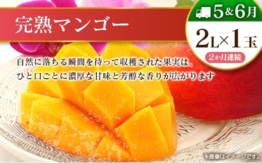 【10回定期便】旬 人気 フルーツ 南国宮崎産 マンゴー 金柑たまたま シャインマスカット ピオーネ いちご みかん 梨 メロン 柑橘 きんかん ぶどう 果物 詰め合わせ 宮崎県 九州＜E-2コース M600＞