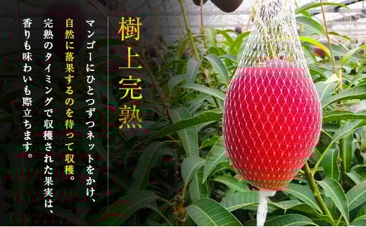 ≪先行予約≫ 宮崎県産 完熟マンゴー「太陽のタマゴ」約2kg 計4～6玉 2026年発送 ブランド 南国 トロピカル フルーツ 果物 くだもの 化粧箱入り 約2kg（2～3玉×2箱）