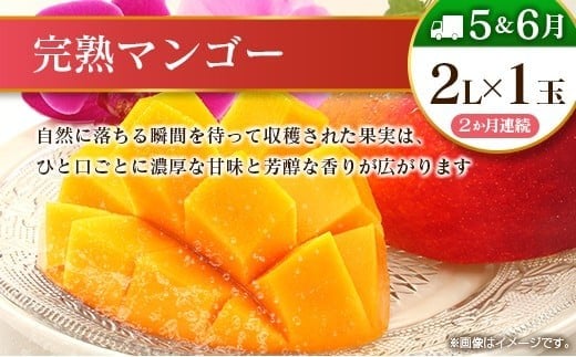 【10回定期便】旬 人気 フルーツ 南国宮崎産 マンゴー 金柑たまたま シャインマスカット ピオーネ いちご みかん 梨 メロン 柑橘 きんかん ぶどう 果物 詰め合わせ 宮崎県 九州＜E-2コース M600＞