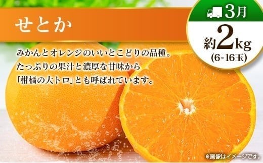 【奇数月 6回定期便】旬 人気 フルーツ 南国宮崎産 太陽のタマゴ ピオーネ いちご みかん メロン マンゴー 柑橘 ぶどう 果物 詰め合わせ 宮崎県 九州＜A-1コース M110＞