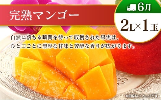 【12回定期便】旬 人気 フルーツ 南国宮崎産 マンゴー 金柑たまたま シャインマスカット ピオーネ いちご みかん 日向夏 メロン 梨 柑橘 きんかん ぶどう 果物 詰め合わせ 宮崎県 九州 1年 毎月お届け＜Cコース M300＞