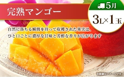 【12回定期便】旬 人気 フルーツ 南国宮崎産 マンゴー ライチ 金柑たまたま シャインマスカット ピオーネ いちご みかん 日向夏 メロン 梨 柑橘 きんかん ぶどう 果物 詰め合わせ 宮崎県 九州 1年 毎月お届け＜Bコース M200＞