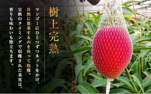 ≪先行予約≫ 宮崎県産 完熟マンゴー「太陽のタマゴ」約3kg 計6～9玉 2026年発送 ブランド 南国 トロピカル フルーツ 果物 くだもの 化粧箱入り 約3kg（2～3玉×3箱）