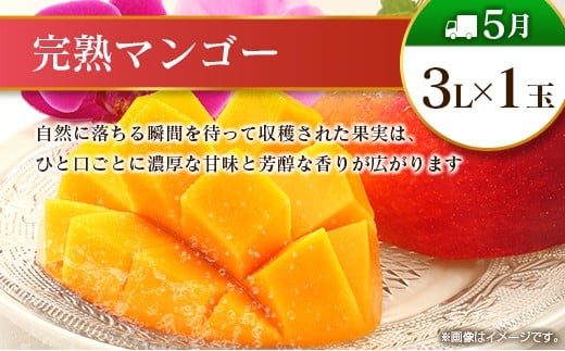 【12回定期便】旬 人気 フルーツ 南国宮崎産 マンゴー ライチ 金柑たまたま シャインマスカット ピオーネ いちご みかん 日向夏 メロン 梨 柑橘 きんかん ぶどう 果物 詰め合わせ 宮崎県 九州 1年 毎月お届け＜Bコース M200＞