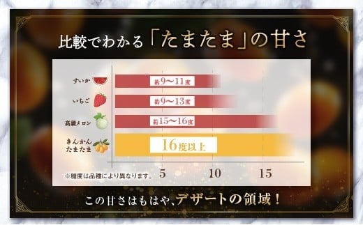 ≪先行予約≫ 宮崎県産 完熟きんかん「たまたま」約1kg 糖度16度以上 ブランド 金柑 柑橘 果物 くだもの フルーツ 2026年発送 約1kg
