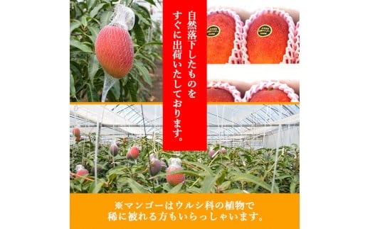 宮崎県産完熟マンゴー[赤秀] 合計約2kg（4～6玉）