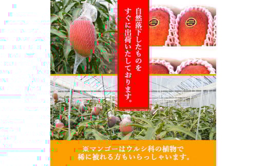 宮崎県産完熟マンゴー[赤秀] 合計約2kg（4～6玉）