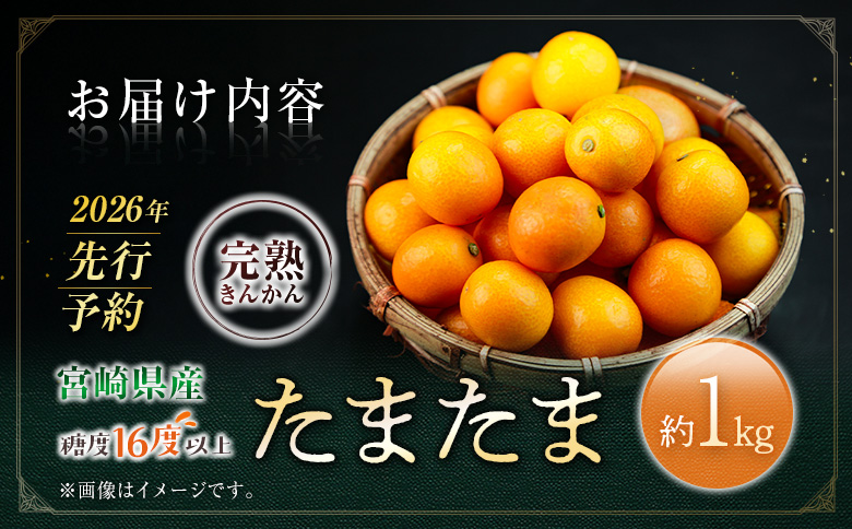 ≪先行予約≫ 宮崎県産 完熟きんかん「たまたま」約1kg 糖度16度以上 ブランド 金柑 柑橘 果物 くだもの フルーツ 2026年発送 約1kg