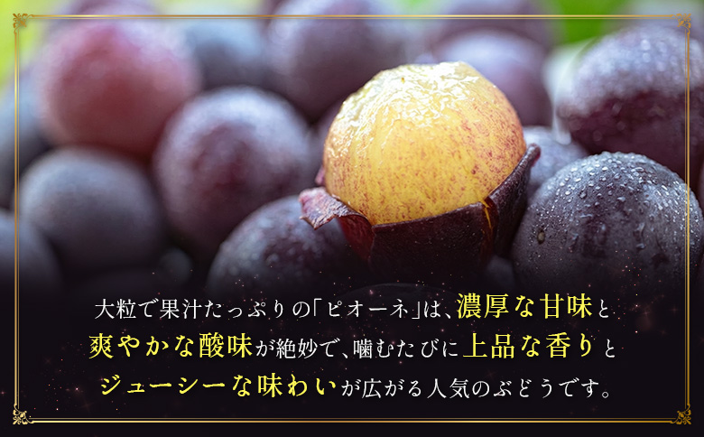 ＜2026年発送＞ フルーツ 定期便 太陽のタマゴ ピオーネ 完熟 マンゴー ぶどう 先行予約 初夏 秋 旬 果物 全2回