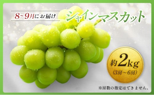 ＜2026年発送＞ フルーツ 定期便 完熟マンゴー シャインマスカット ぶどう 先行予約 初夏 秋 旬 果物 全2回