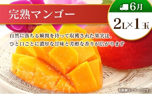 【偶数月 6回定期便】旬 人気 フルーツ 南国宮崎産 マンゴー 金柑たまたま シャインマスカット みかん 梨 日向夏 柑橘 きんかん ぶどう 果物 詰め合わせ 宮崎県 九州＜C-2コース M320＞