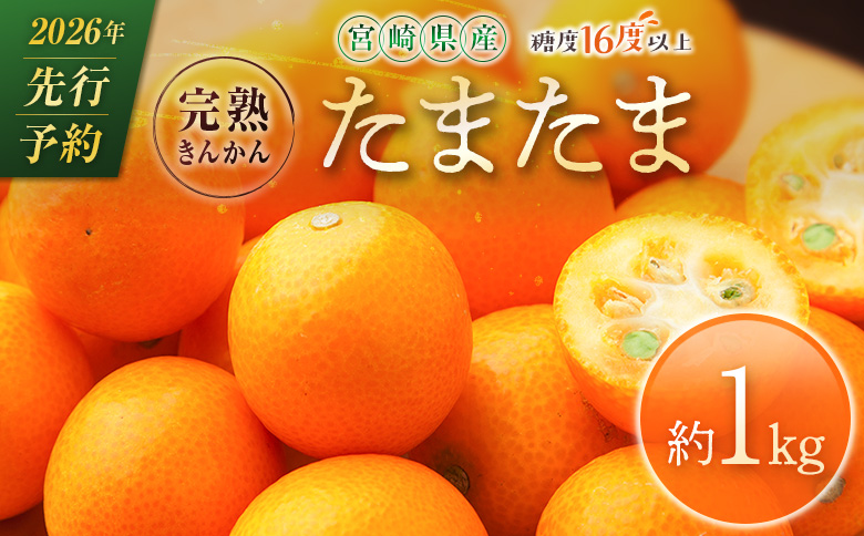 ≪先行予約≫ 宮崎県産 完熟きんかん「たまたま」約1kg 糖度16度以上 ブランド 金柑 柑橘 果物 くだもの フルーツ 2026年発送 約1kg
