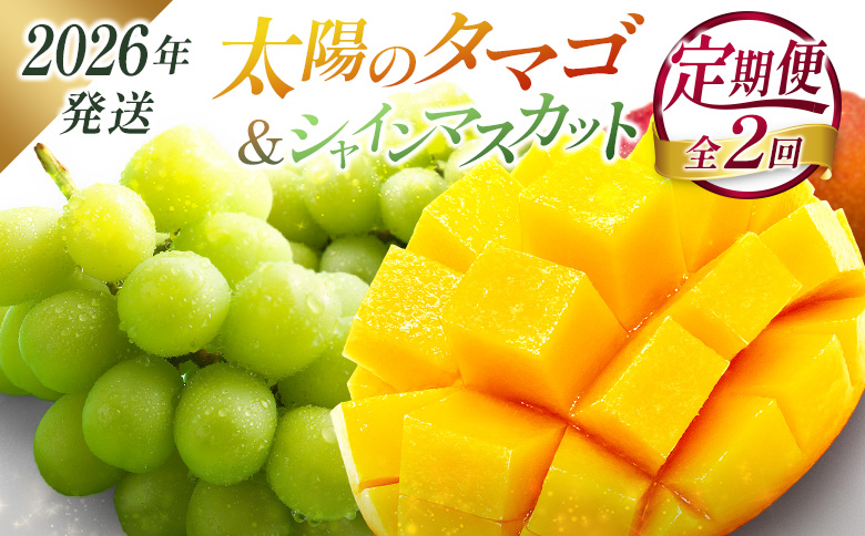 ＜2026年発送＞ フルーツ 定期便 太陽のタマゴ シャインマスカット 完熟 マンゴー ぶどう 先行予約 初夏 秋 旬 果物 全2回