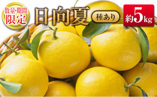 ◇宮崎県産 露地日向夏 約5kg（満杯詰め）