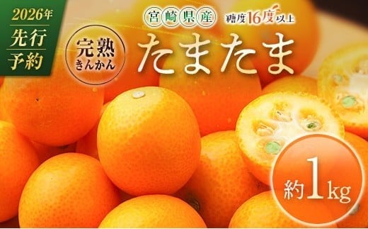 ≪先行予約≫ 宮崎県産 完熟きんかん「たまたま」約1kg 糖度16度以上 ブランド 金柑 柑橘 果物 くだもの フルーツ 2026年発送 約1kg