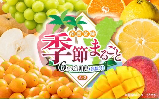【偶数月 6回定期便】旬 人気 フルーツ 南国宮崎産 太陽のタマゴ きんかん シャインマスカット 日向夏 梨 みかん 柑橘 マンゴー ぶどう 果物 詰め合わせ＜A-2コース M120＞