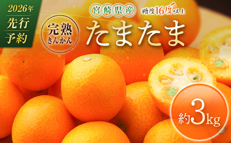 ≪先行予約≫ 宮崎県産 完熟きんかん「たまたま」約3kg 糖度16度以上 ブランド 金柑 柑橘 果物 くだもの フルーツ 2026年発送