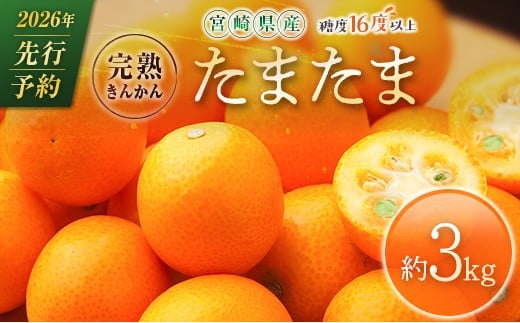≪先行予約≫ 宮崎県産 完熟きんかん「たまたま」約3kg 糖度16度以上 ブランド 金柑 柑橘 果物 くだもの フルーツ 2026年発送