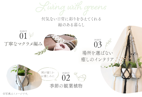 《グレー》季節の観葉植物と3色から選べるマクラメハンギングプランタ―のセット