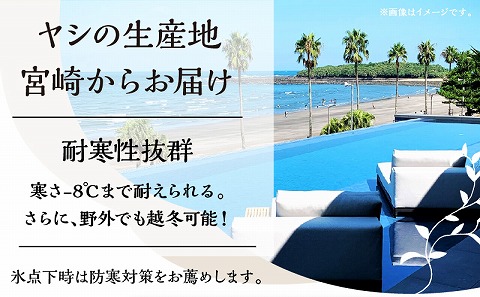 南国宮崎産 ココスヤシ 大（10号鉢)