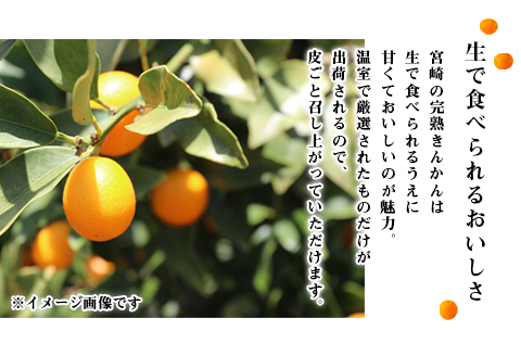 《2025年発送先行予約》【期間・数量限定】完熟きんかんたまたま 3kg