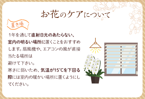 《2023年3月16日～2023年6月30日発送》 コチョウラン 3本立