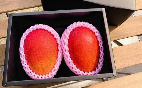 《2026年発送先行予約》【期間・数量限定】宮崎市産完熟マンゴー2玉 4Lサイズ(1玉450～499g) 完熟 濃厚 甘い マンゴー フルーツ