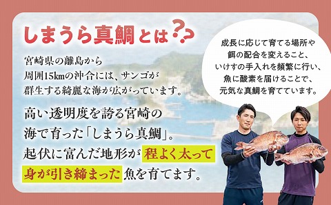 【完全無投薬】しまうら真鯛お刺身セット