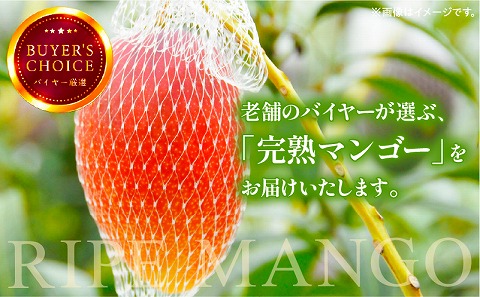 《2026年発送先行予約》【数量・期間限定】完熟マンゴー4L×1玉定期便　全4回 マンゴー くだもの ギフト 定期便