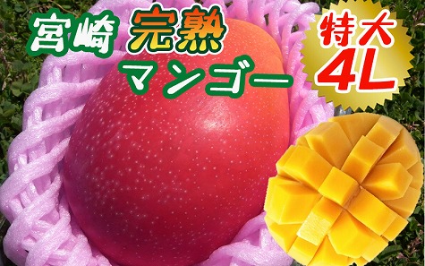 【2026年発送先行予約】《数量・期間限定》完熟！宮崎マンゴー 特秀 大玉4Lサイズ約600g 1玉化粧箱入り マンゴー くだもの 数量限定