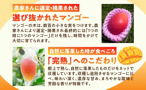 【2026年発送先行予約】《数量・期間限定》完熟！宮崎マンゴー 特秀 大玉3Lサイズ 2玉化粧箱入り マンゴー 宮崎 完熟マンゴー