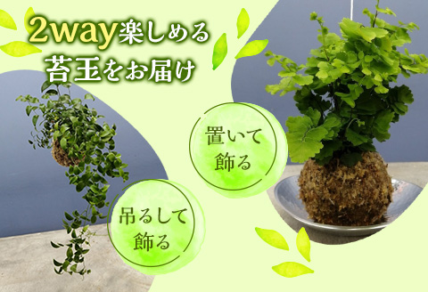 観葉植物 苔玉 2個セット (品種おまかせ)