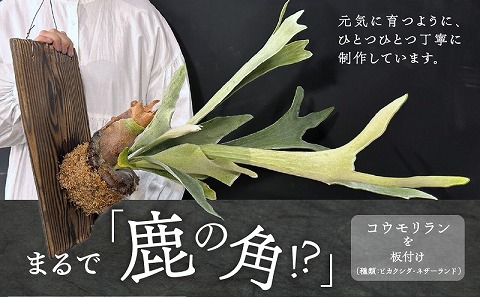 コウモリラン 板付け（ネザーランド）