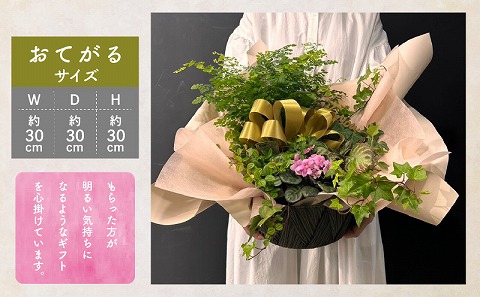 観葉植物 カゴ盛り おてがるサイズ