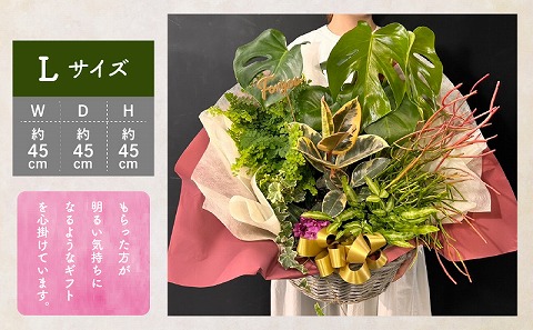 観葉植物 カゴ盛り Lサイズ