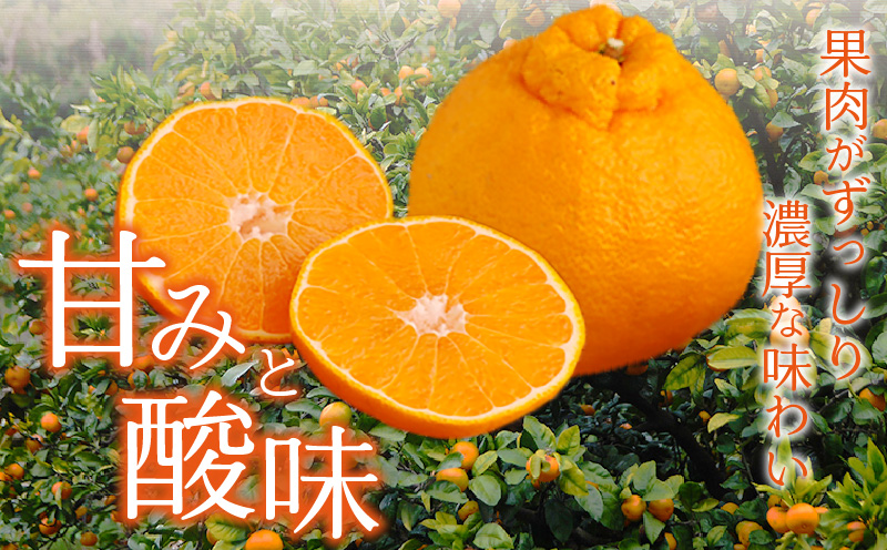 《2026年発送》【数量・期間限定】訳あり不知火4kg みかん 果物 柑橘