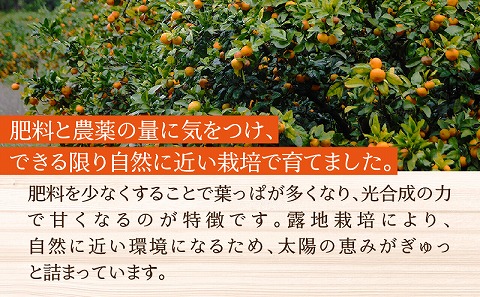 訳あり不知火6kg