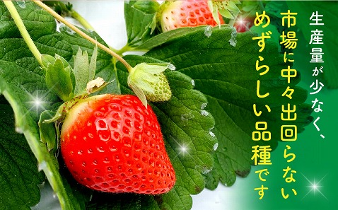 《2026年発送先行予約》【数量・期間限定】宮崎県産いちご「おおきみDX」2パック(18粒) 大粒 甘い パイオニア