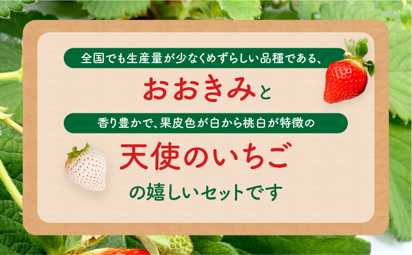 《2026年発送》【数量・期間限定】宮崎県産 幸せの紅白いちごセット(おおきみ&天使のいちご)5パック いちご 苺 果物 大粒