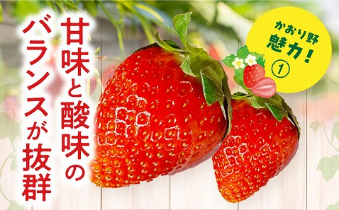 《2026年発送先行予約》【数量・期間限定】宮崎県産いちご「かおり野」1パック(計360g以上：12粒～15粒) 甘味 酸味 抜群