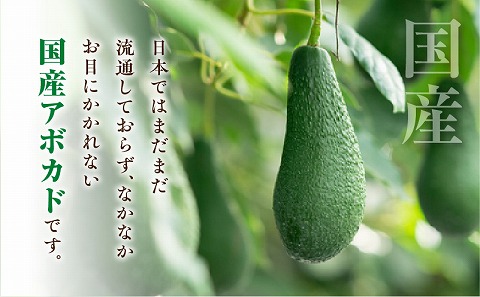 【2023年10月下旬～2024年1月下旬発送】横山果樹園の「国産アボカド２玉（小サイズ）」ギフト箱入り