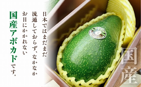 【2023年10月下旬～2024年1月下旬発送】横山果樹園の国産アボカド5kg（１玉２００g以上～）