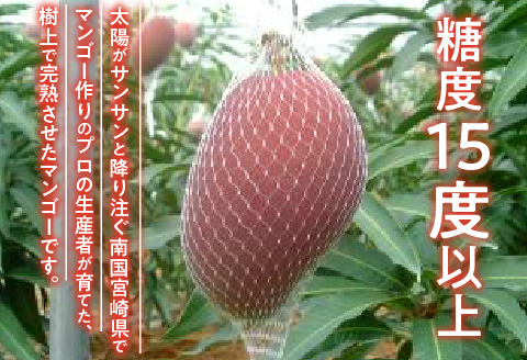 《2024年発送》樹上完熟マンゴー2L×2玉
